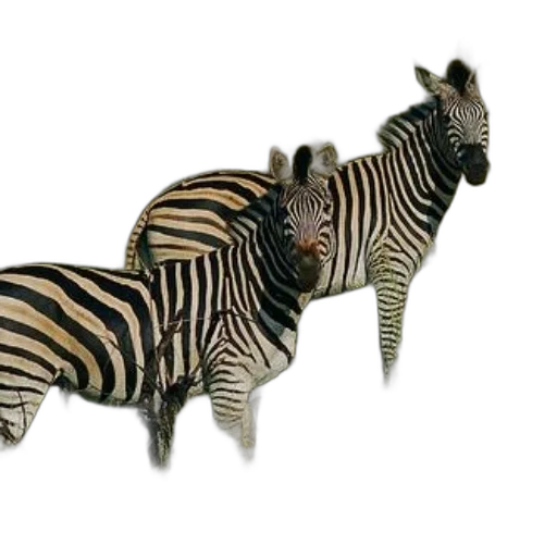 animal, creature, furniture, jewelry transparent PNG cut-out