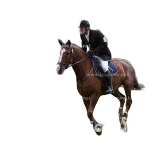 animal, photorealistic, horse, rider transparent PNG cut-out