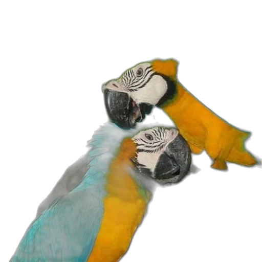 animal, shoes, creature, weapon transparent PNG cut-out