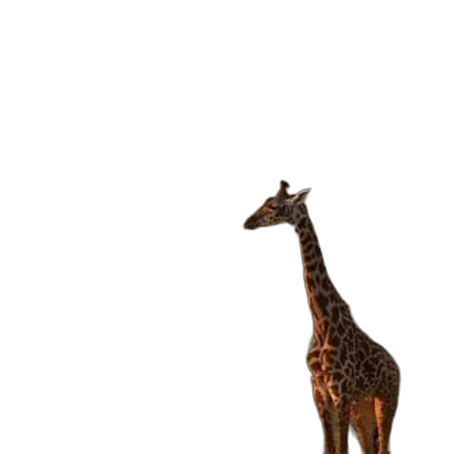 animal, creature, staff, hat transparent PNG cut-out