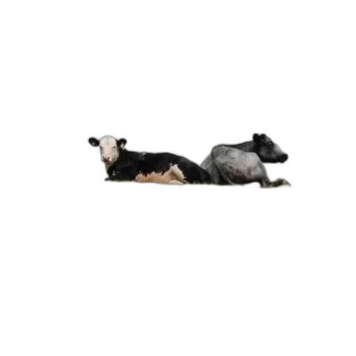 animal, staff, furniture, creature transparent PNG cut-out