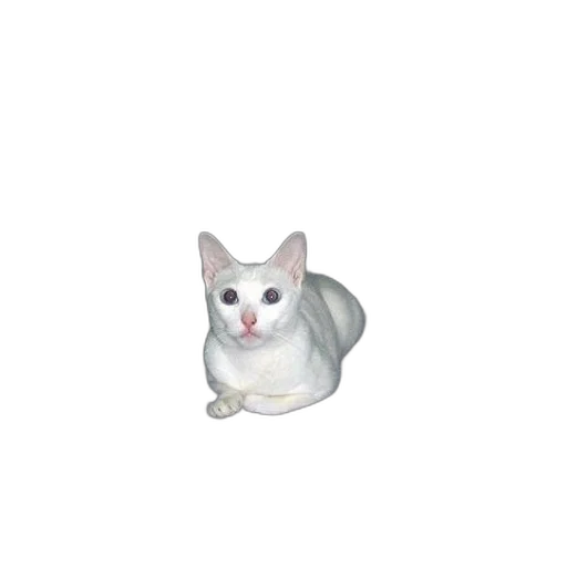 animal, creature, staff, robot transparent PNG cut-out