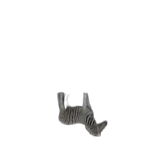 shoes, furniture, animal, jewelry transparent PNG cut-out