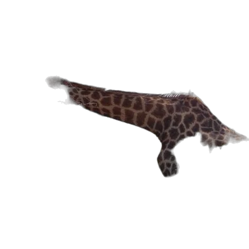 animal, creature, staff, shoes transparent PNG cut-out