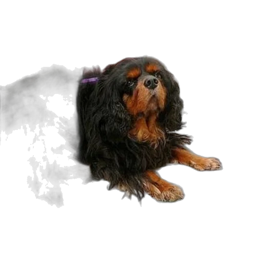 animal, staff, creature, photorealistic transparent PNG cut-out