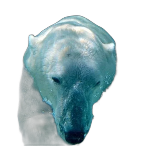 animal, creature, face, mask transparent PNG cut-out