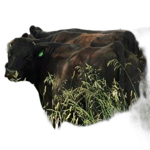 animal, creature, mask, photorealistic transparent PNG cut-out