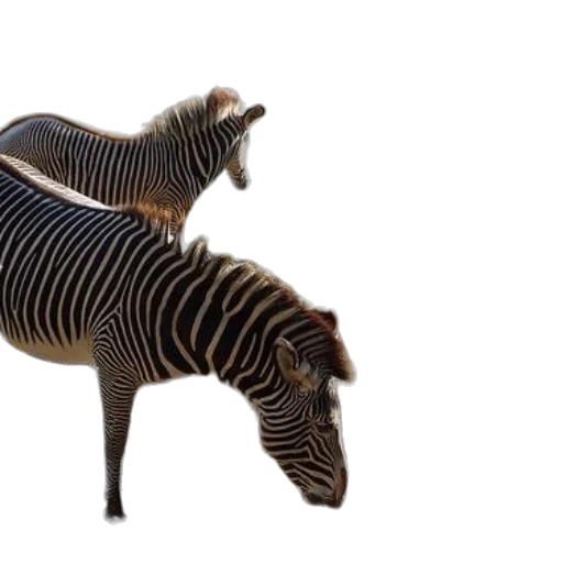 animal, creature, furniture, weapon transparent PNG cut-out