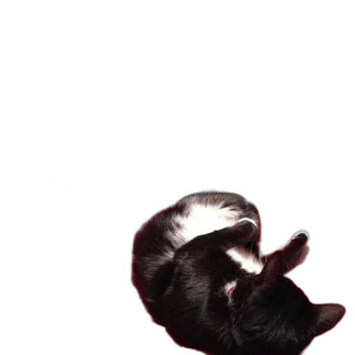 hat, hair, animal, creature transparent PNG cut-out