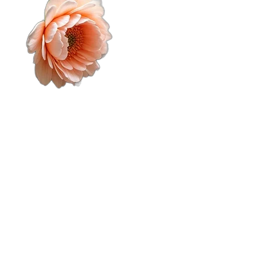 flower, crown, jewelry, dress transparent PNG cut-out