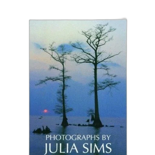 tree, photorealistic, fog, underwater transparent PNG cut-out