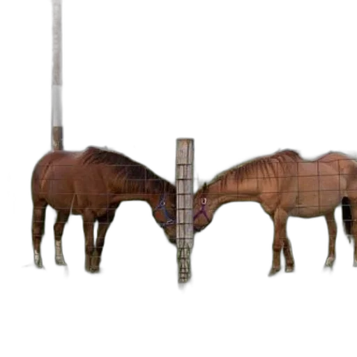 animal, weapon, furniture, staff transparent PNG cut-out