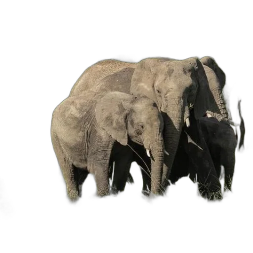 animal, 3d render, concept art, photorealistic transparent PNG cut-out