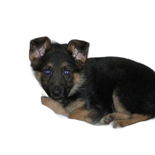 animal, creature, staff, photorealistic transparent PNG cut-out
