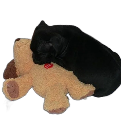 animal, staff, black, cat transparent PNG cut-out