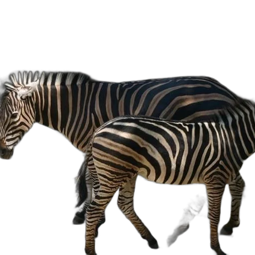 animal, creature, furniture, weapon transparent PNG cut-out
