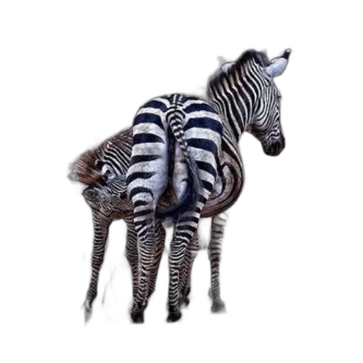 animal, creature, furniture, jewelry transparent PNG cut-out