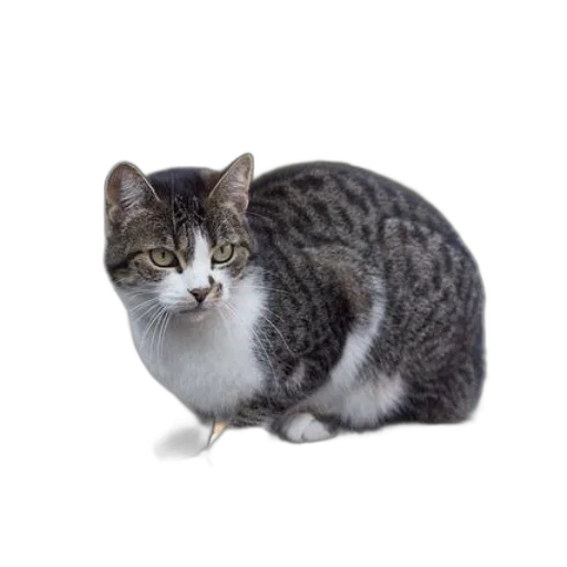 animal, staff, creature, food transparent PNG cut-out