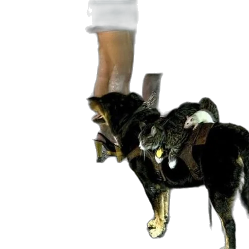 animal, staff, shoes, weapon transparent PNG cut-out