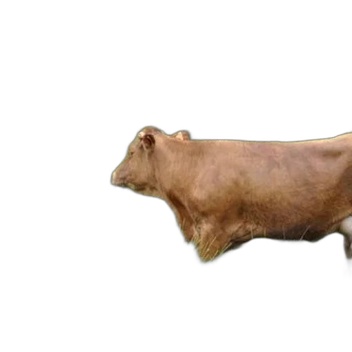 animal, food, jewelry, creature transparent PNG cut-out