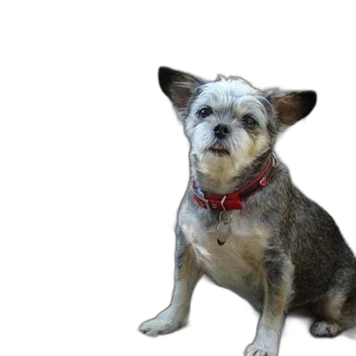 animal, staff, creature, face transparent PNG cut-out