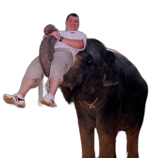 animal, creature, staff, umbrella transparent PNG cut-out