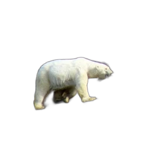 animal, creature, staff, food transparent PNG cut-out