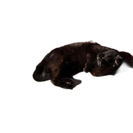 animal, creature, staff, hair transparent PNG cut-out