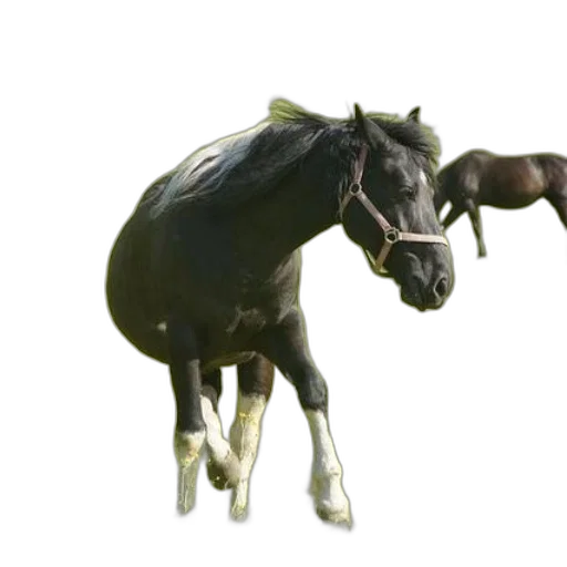 animal, staff, creature, crown transparent PNG cut-out