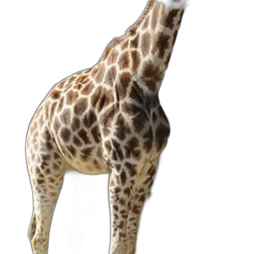 animal, creature, staff, hat transparent PNG cut-out