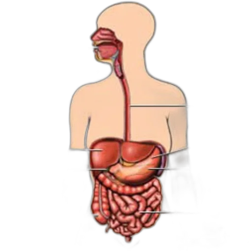 food, jewelry, concept art, diagram transparent PNG cut-out