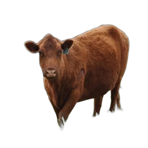 animal, creature, face, food transparent PNG cut-out
