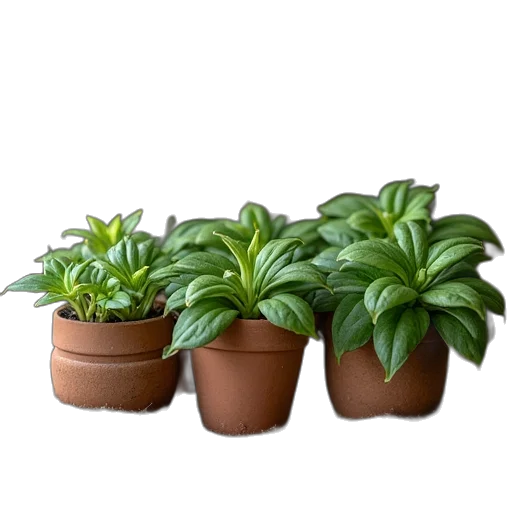 photorealistic, 3d render, small, potted transparent PNG cut-out