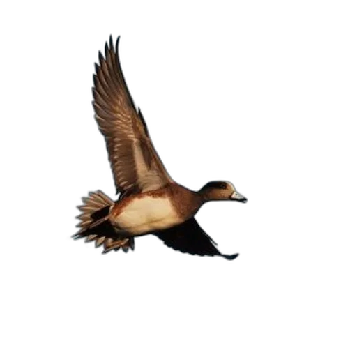 animal, photorealistic, 3d render, concept art transparent PNG cut-out