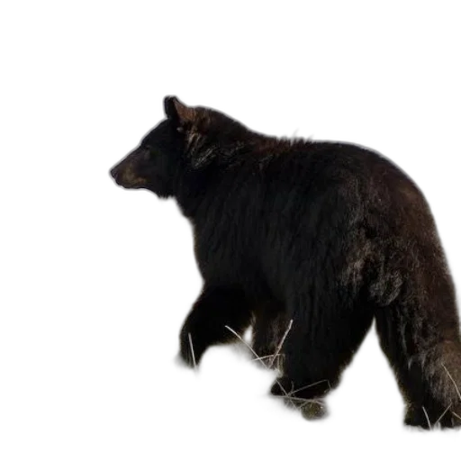 animal, creature, concept art, black transparent PNG cut-out