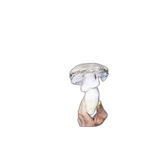 hat, crown, hair, umbrella transparent PNG cut-out