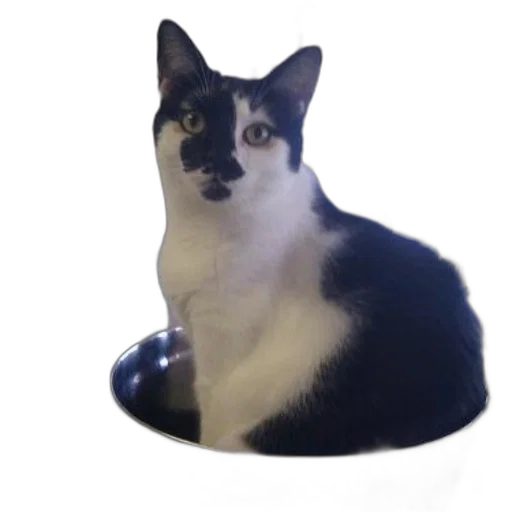 animal, hat, staff, crown transparent PNG cut-out