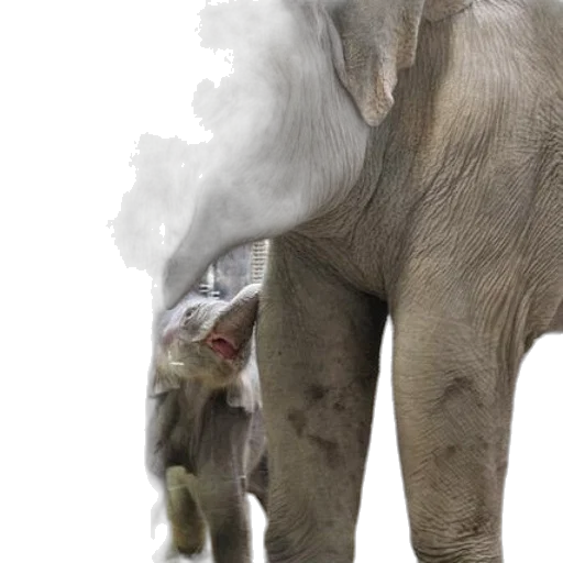animal, creature, photorealistic, concept art transparent PNG cut-out