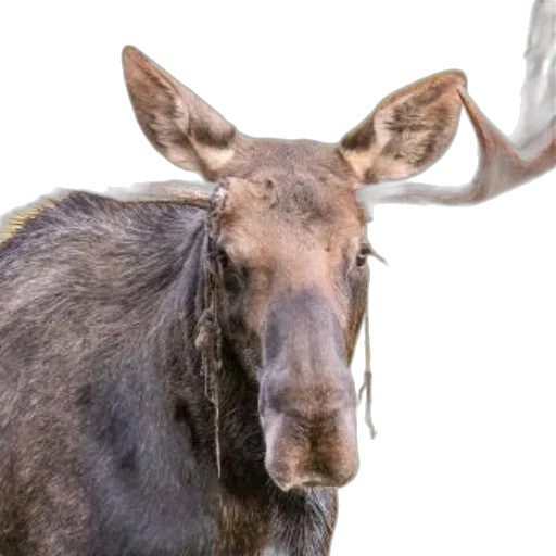 animal, creature, hat, face transparent PNG cut-out