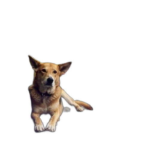 animal, staff, creature, weapon transparent PNG cut-out