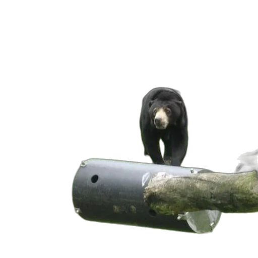 animal, bottle, weapon, staff transparent PNG cut-out