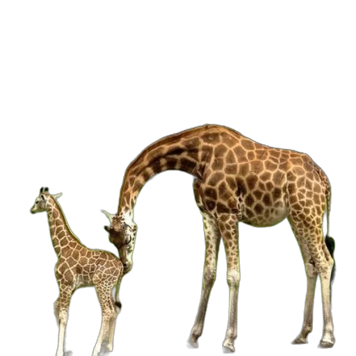 animal, creature, staff, weapon transparent PNG cut-out