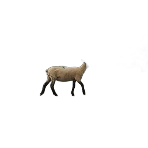animal, furniture, creature, food transparent PNG cut-out