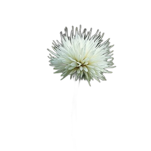flower, crown, staff, hair transparent PNG cut-out