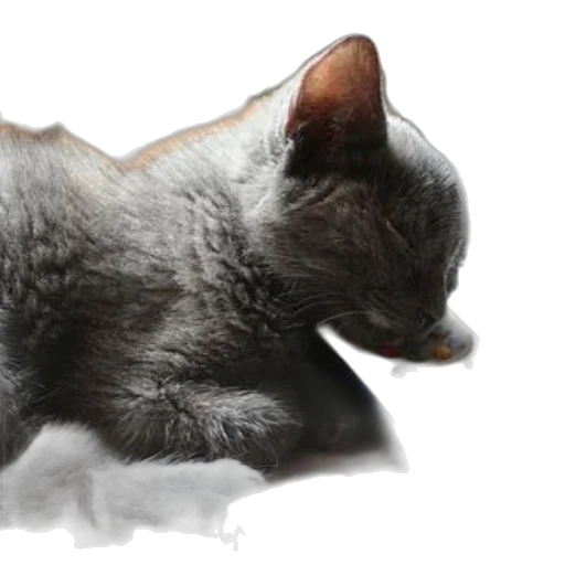 animal, creature, staff, photorealistic transparent PNG cut-out