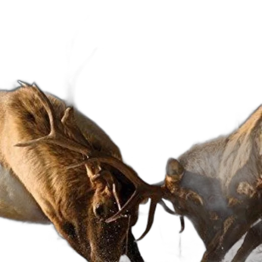 mask, shoes, hair, food transparent PNG cut-out