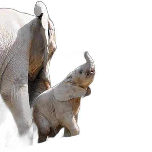 animal, baby, elephant, stands transparent PNG cut-out
