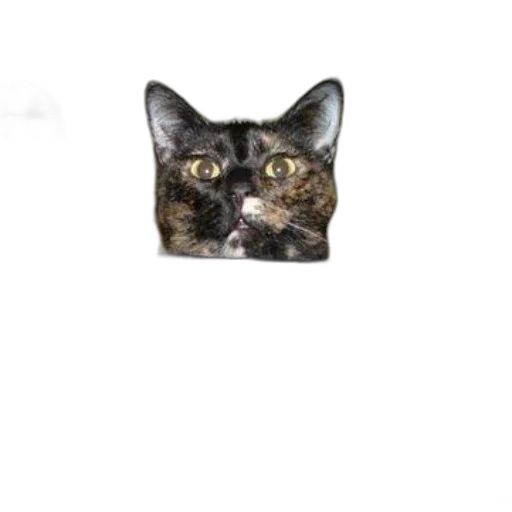 jewelry, animal, creature, face transparent PNG cut-out