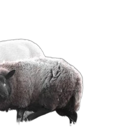 animal, car, creature, hat transparent PNG cut-out