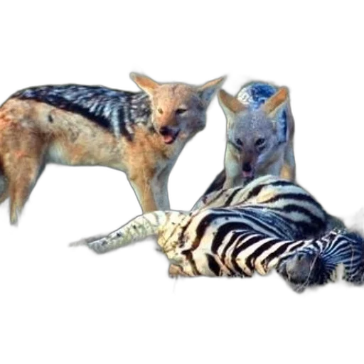 animal, creature, photorealistic, 3d render transparent PNG cut-out